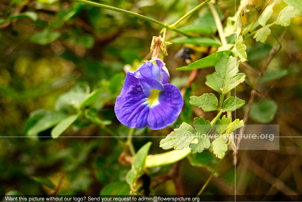 Clitoria Ternatea