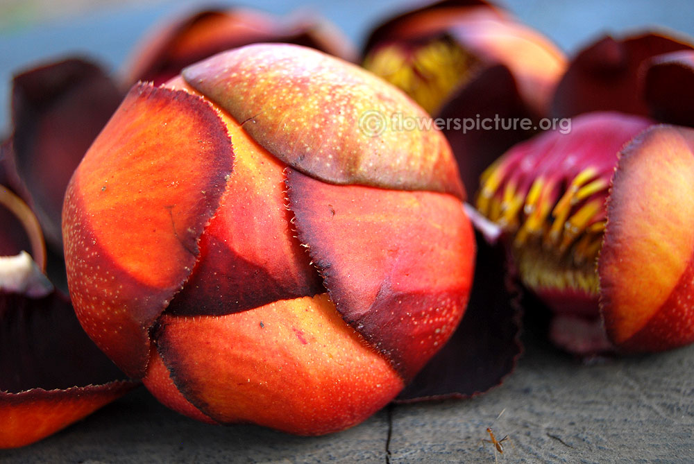 Close up view of cannonball flower bud with hairy margins