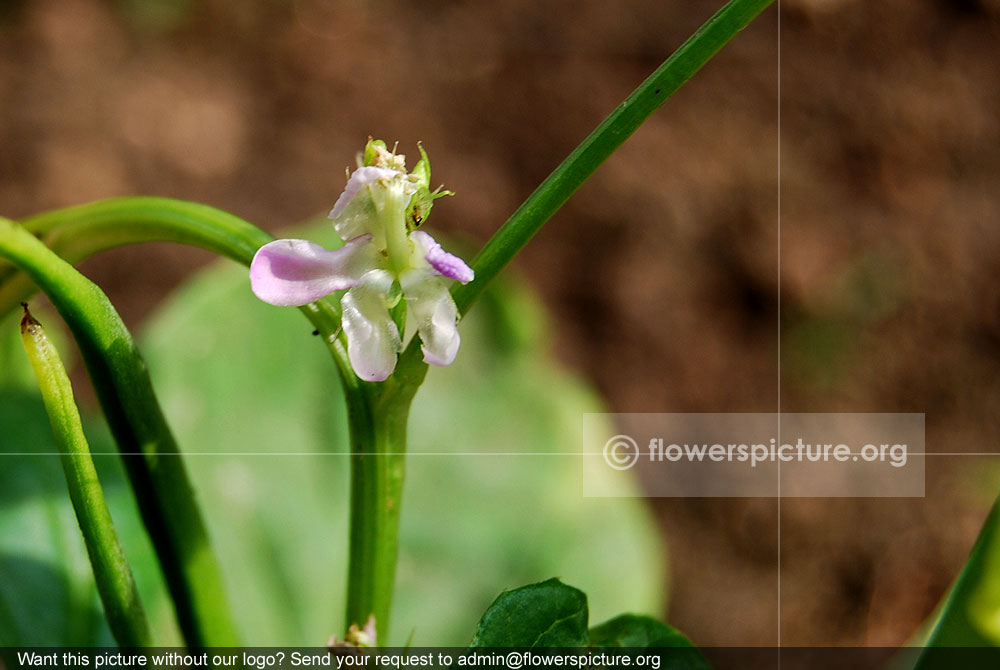 Cluster beans flower