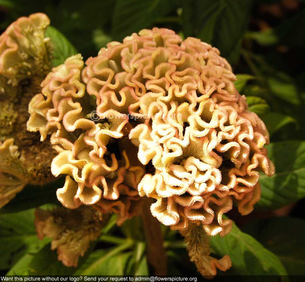 Cockscomb Bicolor