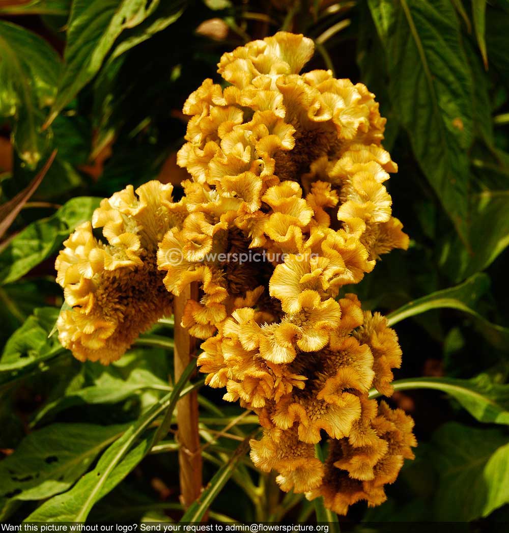 Cockscomb Gold Hybrid