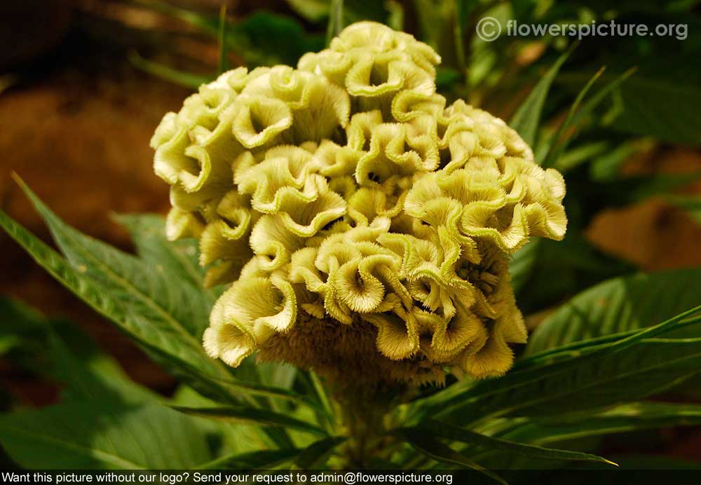 Cockscomb Lemon Yellow