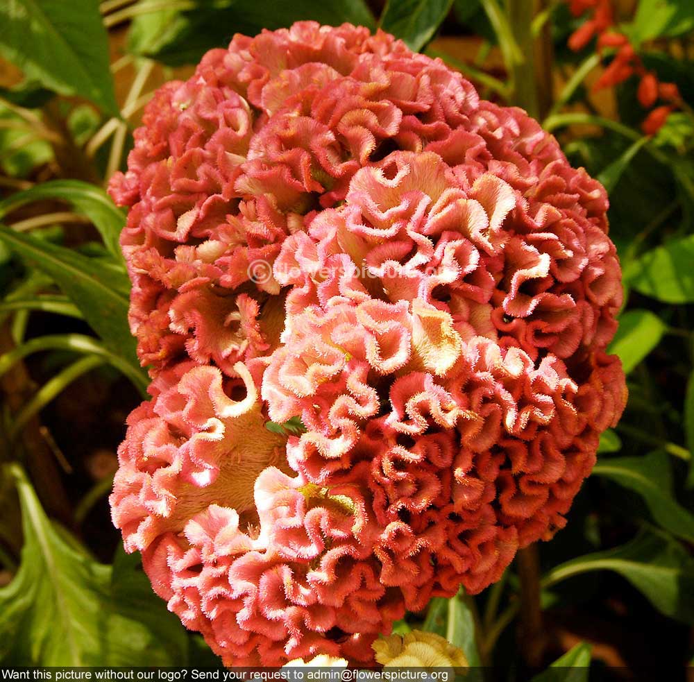 Cockscomb Pink Orange