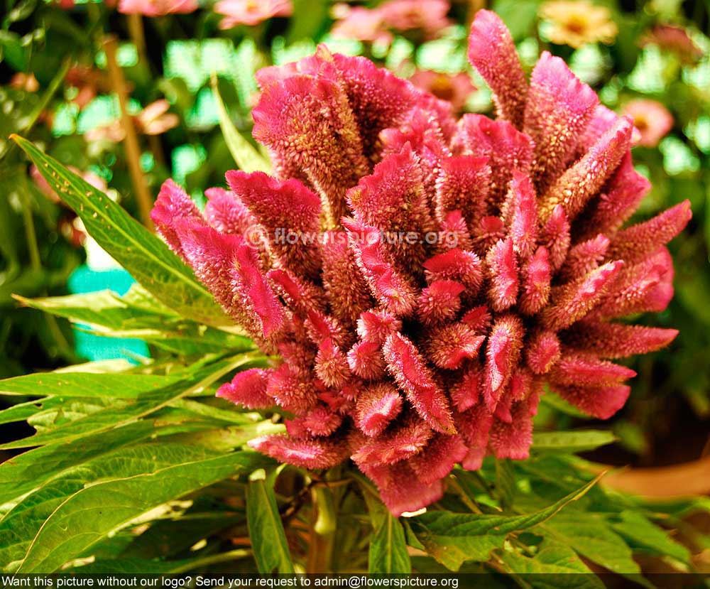 Cockscomb Pink Single