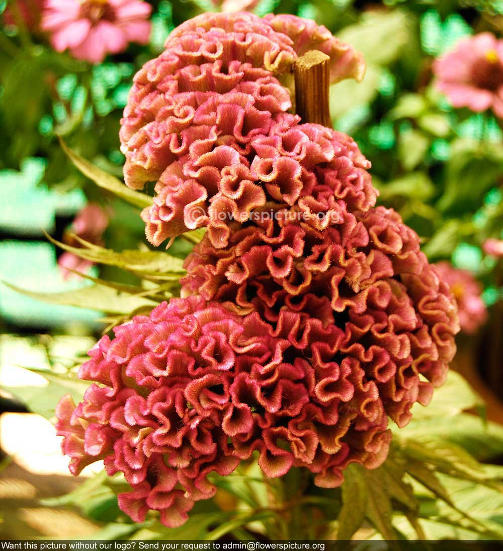 Cockscomb pink yellow shadow