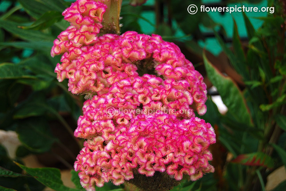 Cockscomb Pink Zigzag