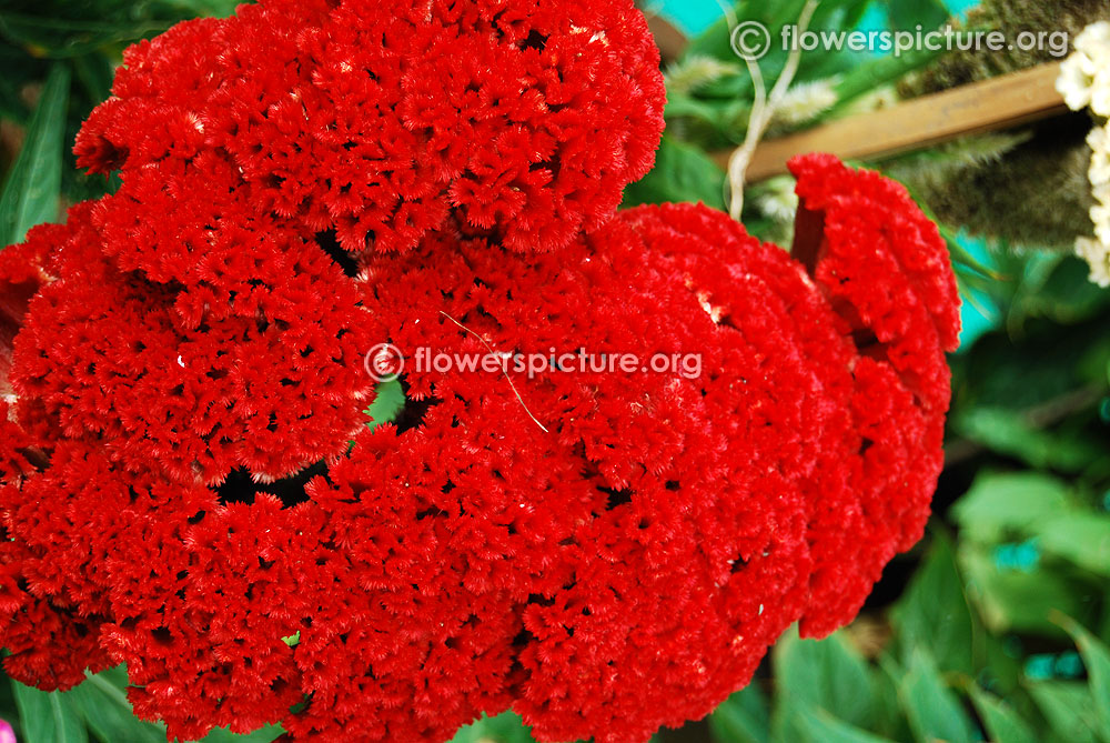 African Marigold