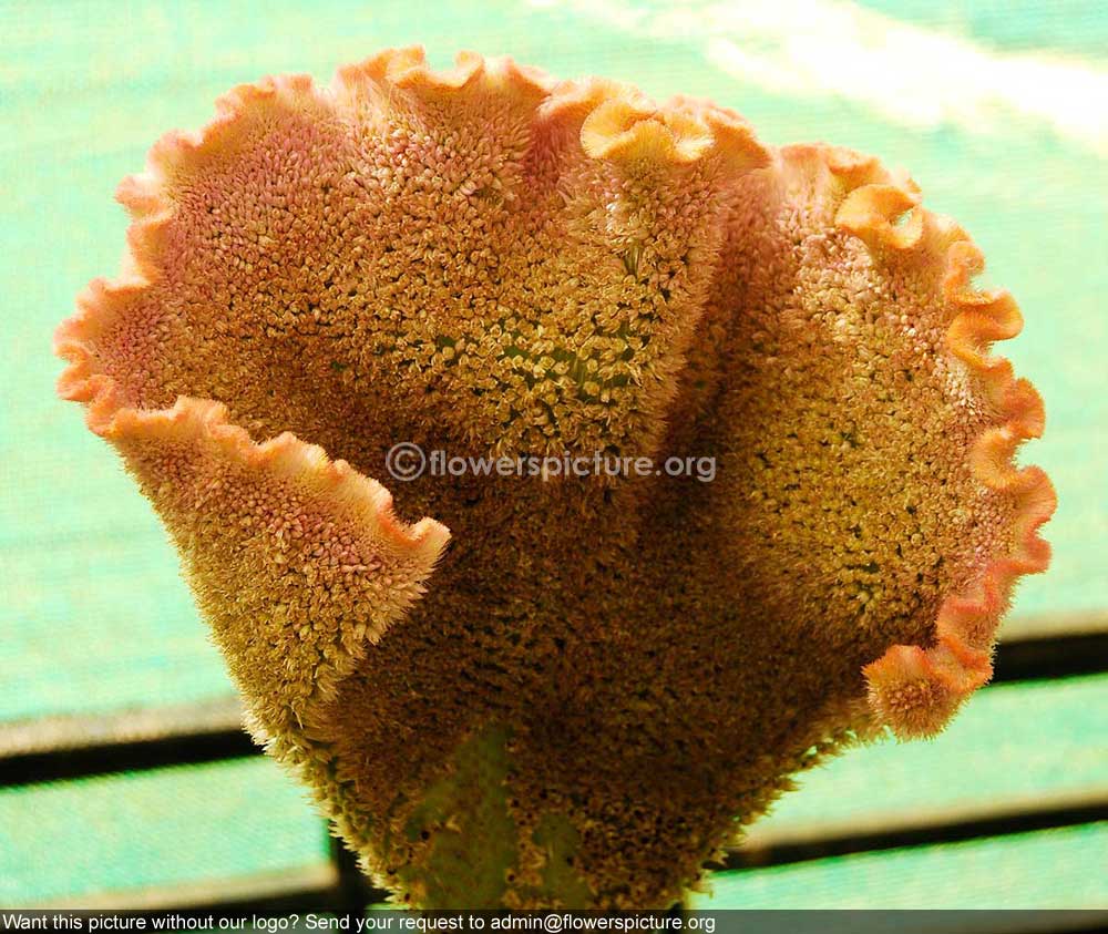 Cockscomb Snake Cobra Head