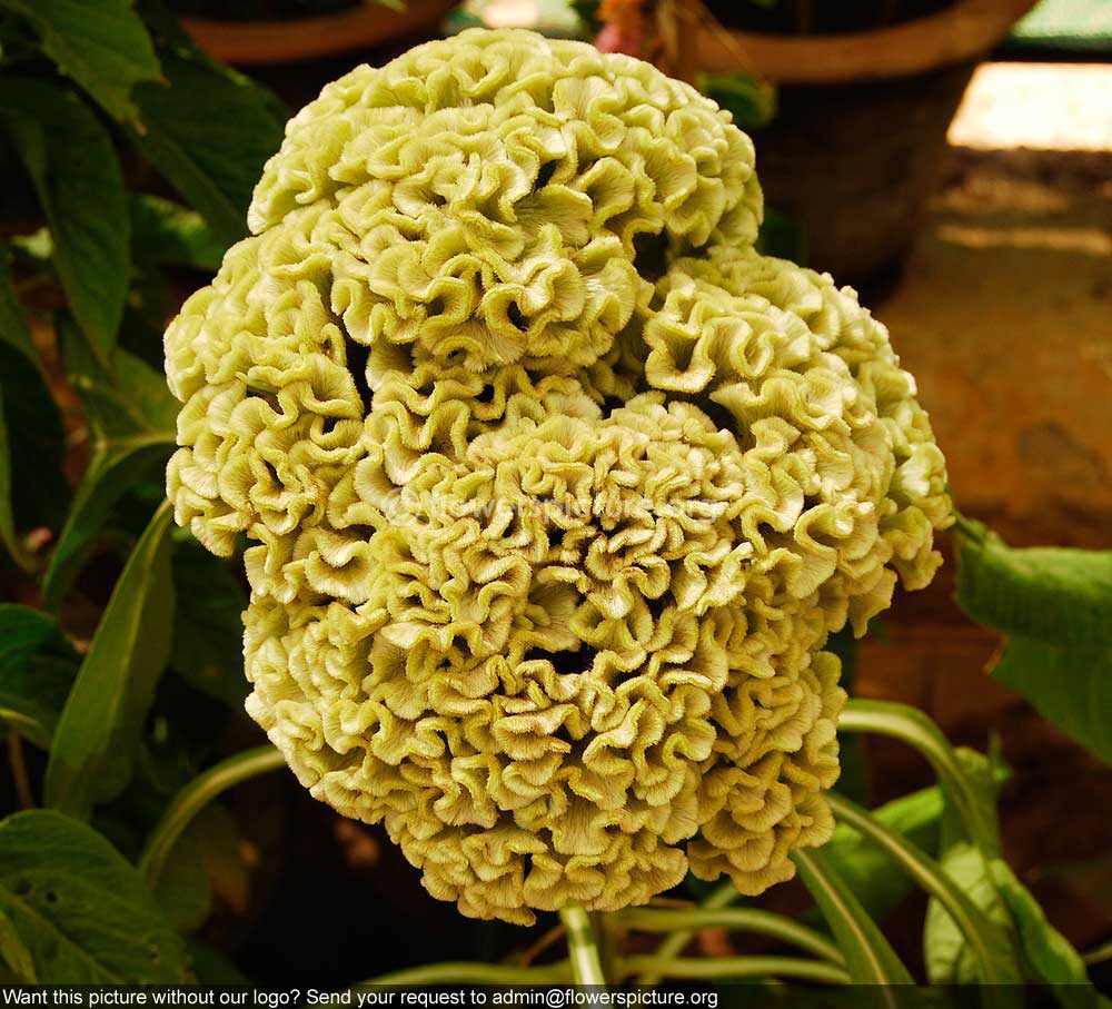 Cockscomb White