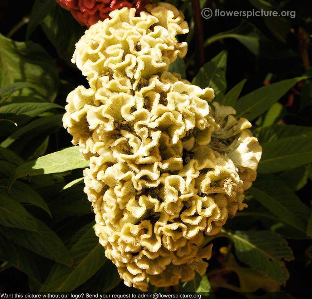 Cockscomb White