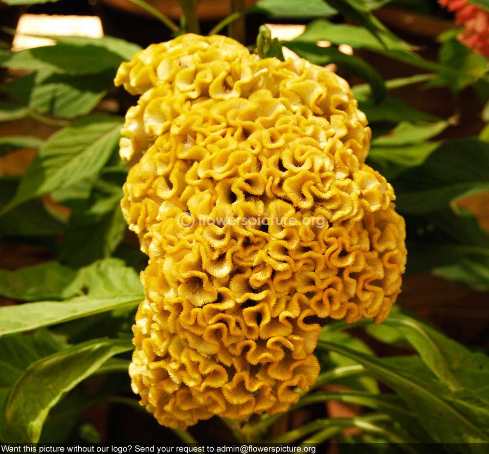 Cockscomb Yellow