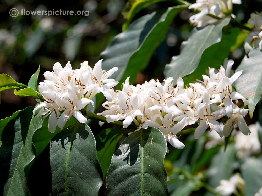 Coffea arabica