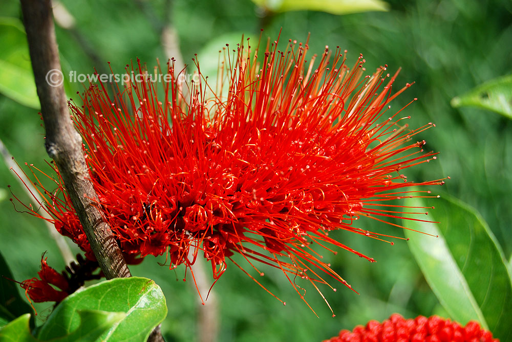 Combretum aubletii