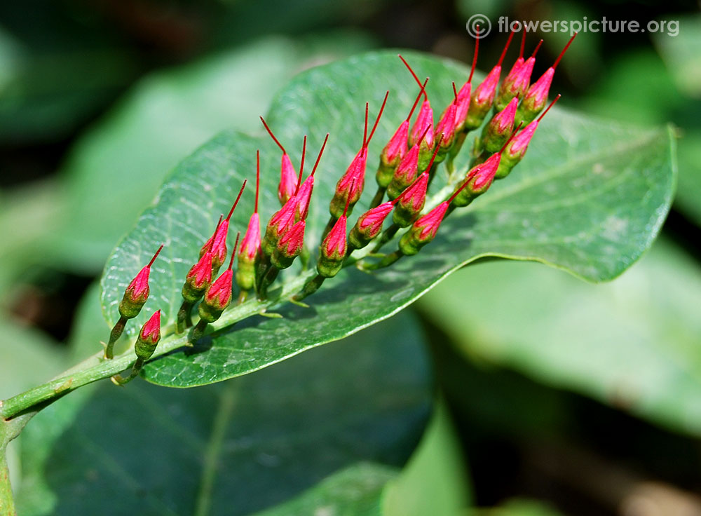 Combretum coccineum buds