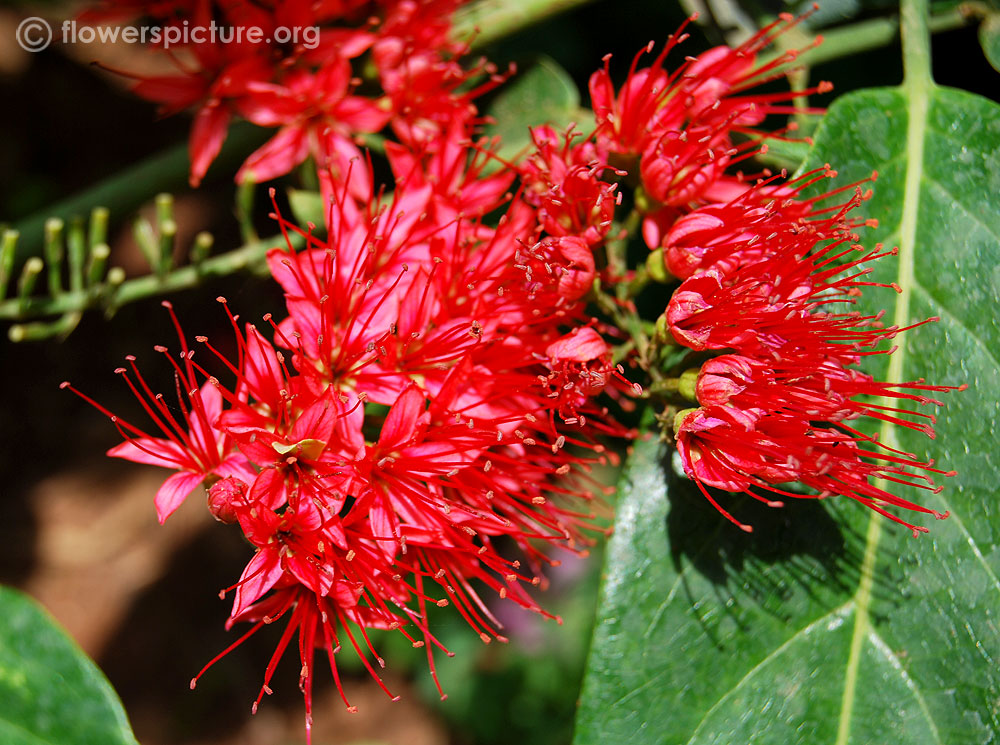 Combretum coccineum