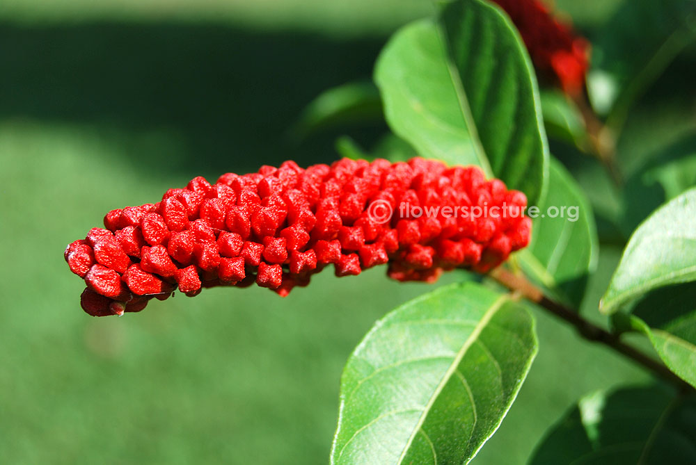 Combretum rotundifolium buds