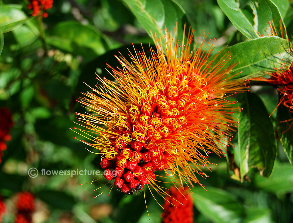 Combretum rotundifolium