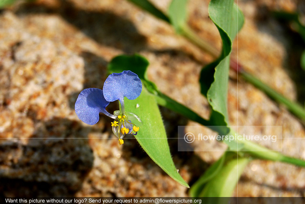 Commelina clavata