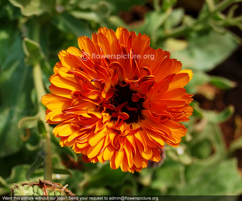 Common marigold