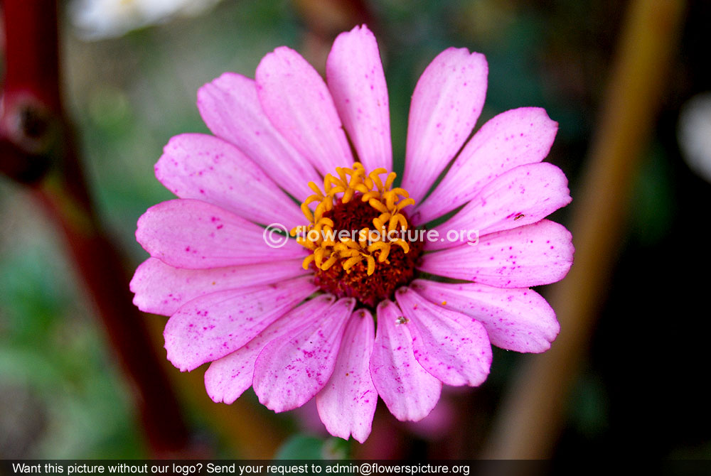 Common zinnia