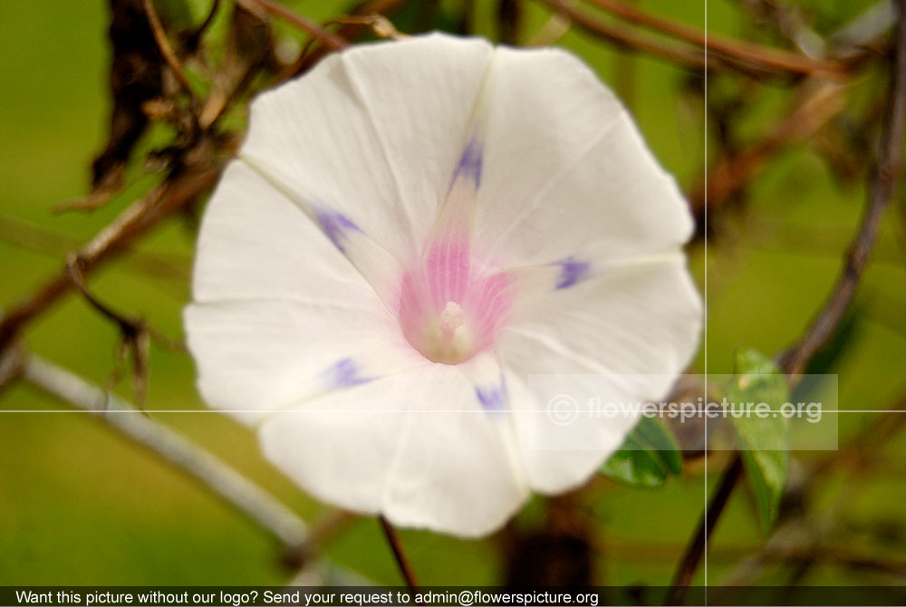 Convolvulus Althaeoides