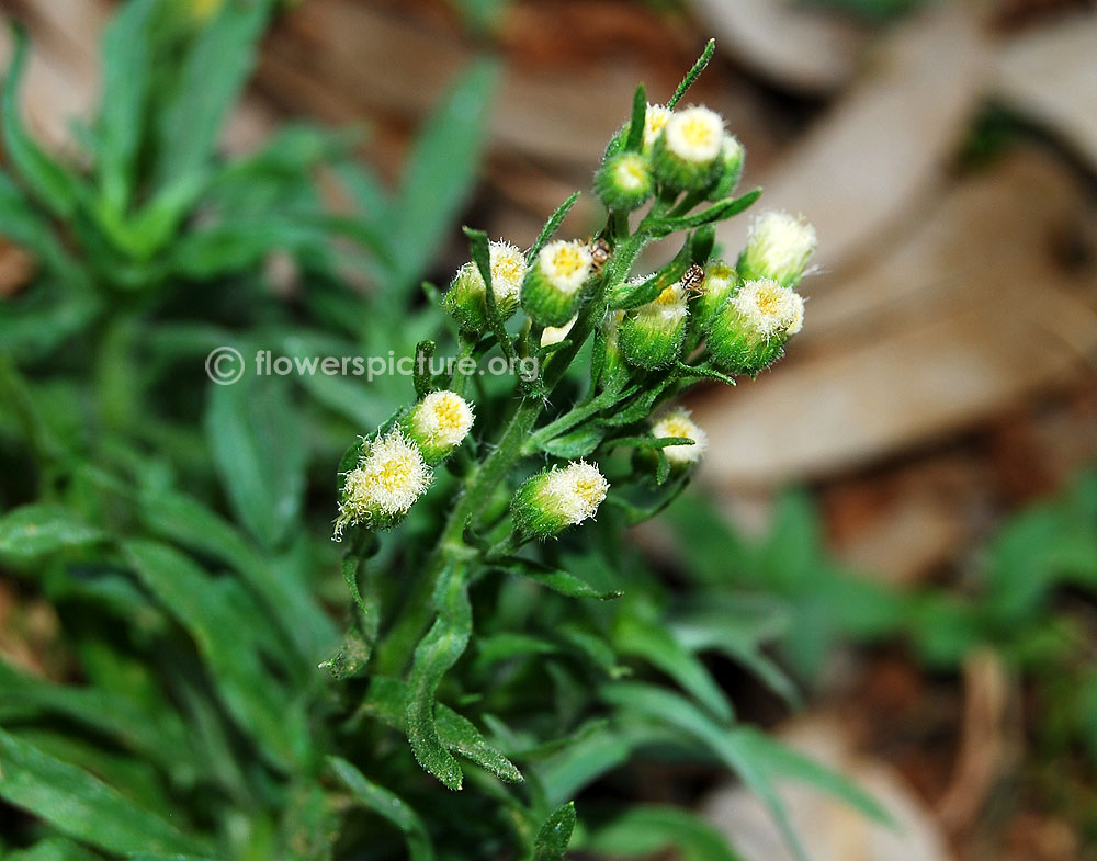 Common lavender