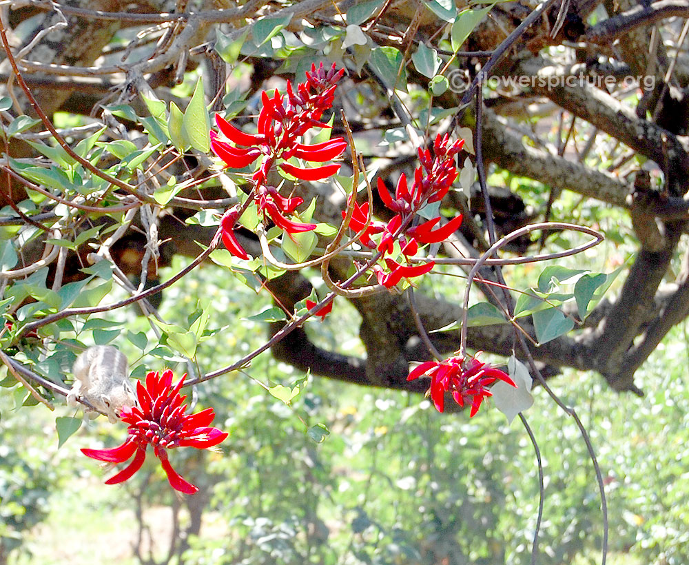 Coral bean tree