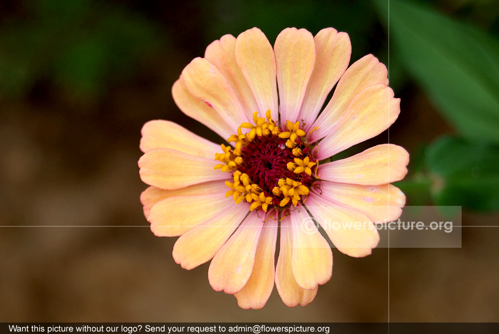 Coral color zinnia