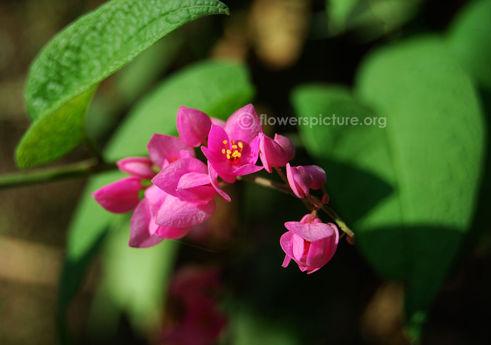 Coral vine flower buds