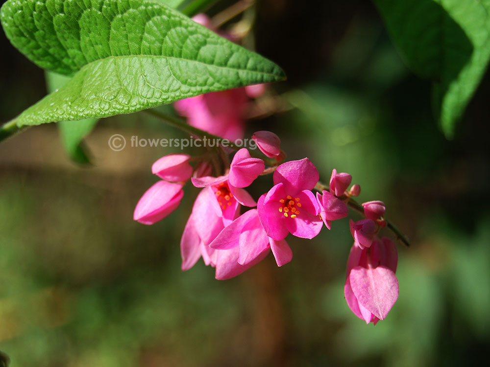 Coral vine