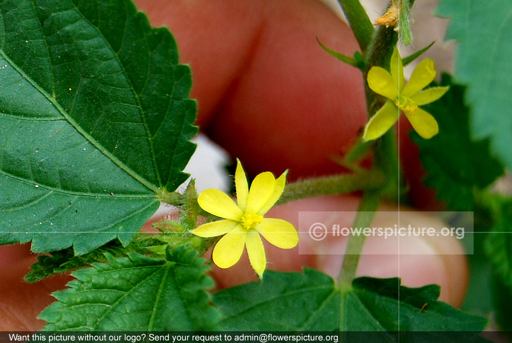 Corchorus aestuans