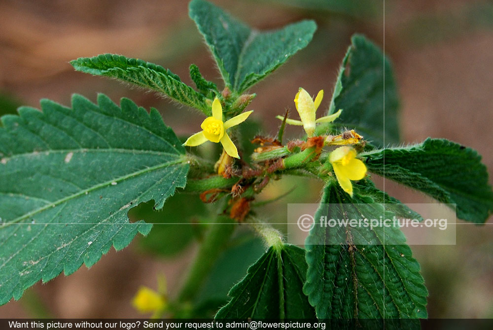 Corchorus capsularis