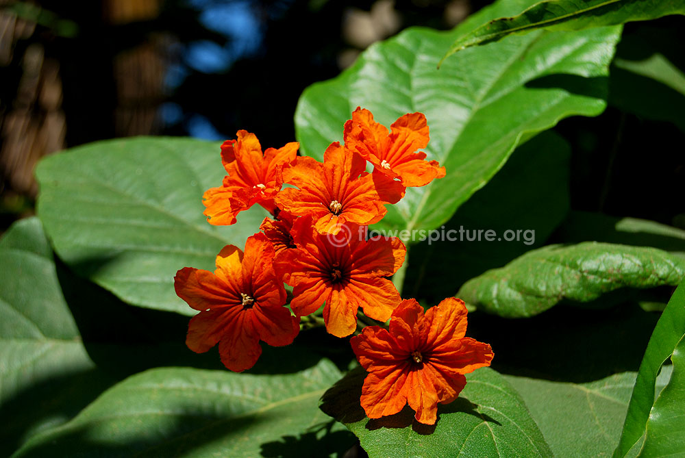 Cordia sebestena