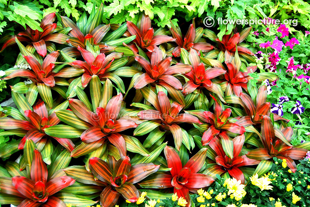 Cordyline fruticosa compacta