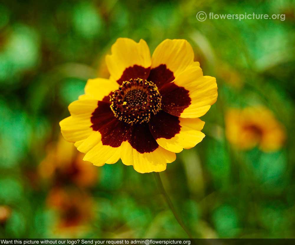 coreopsis