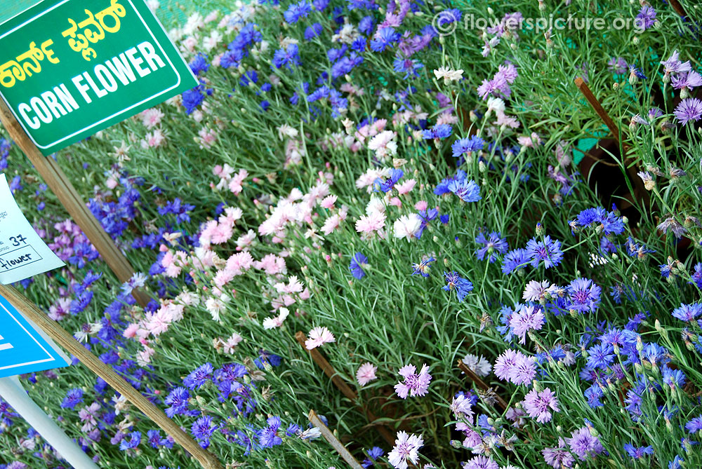 Cornflower varieties