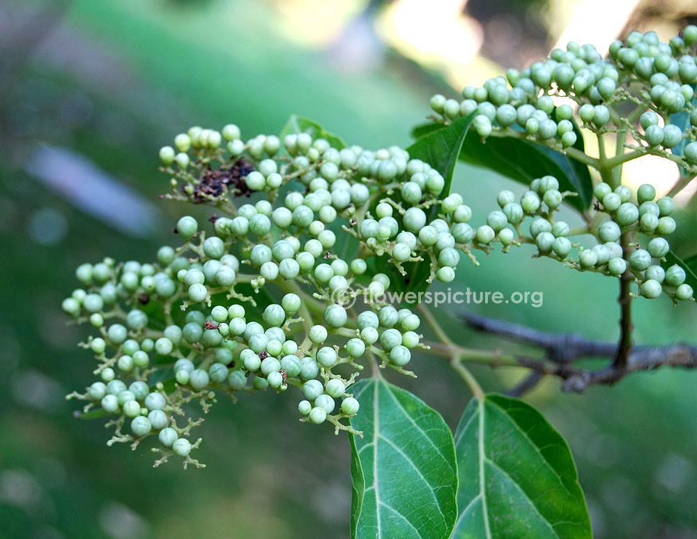 Cornus Drummondii