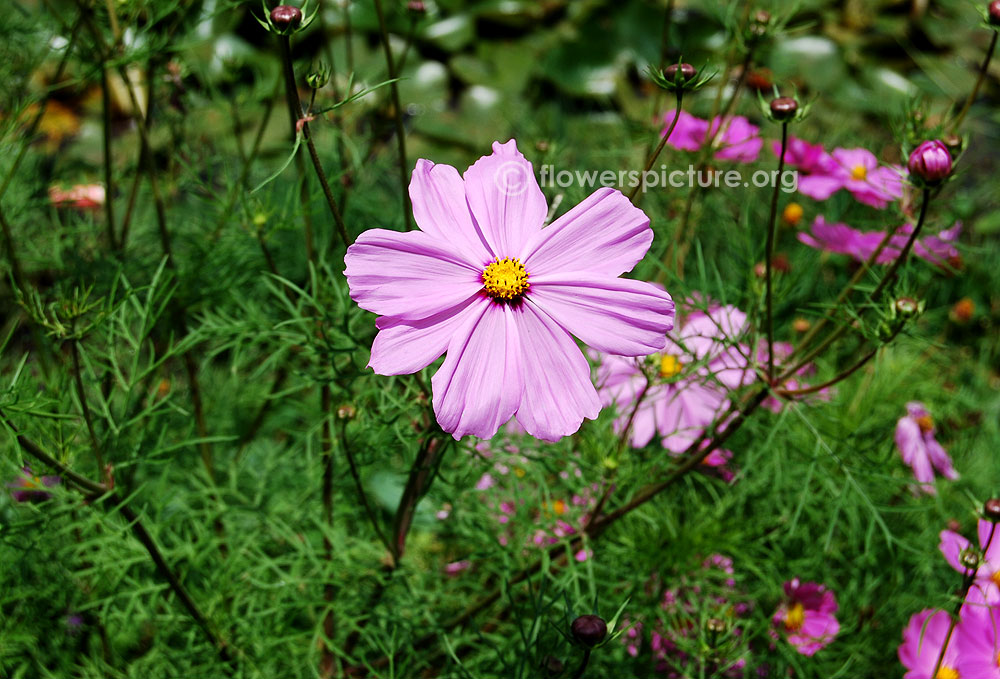 Cosmos bipinnatus flower buds and leaves