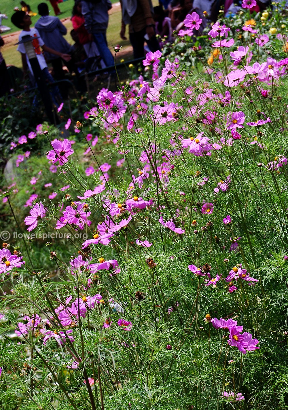 Cosmos bipinnatus plants and foliage