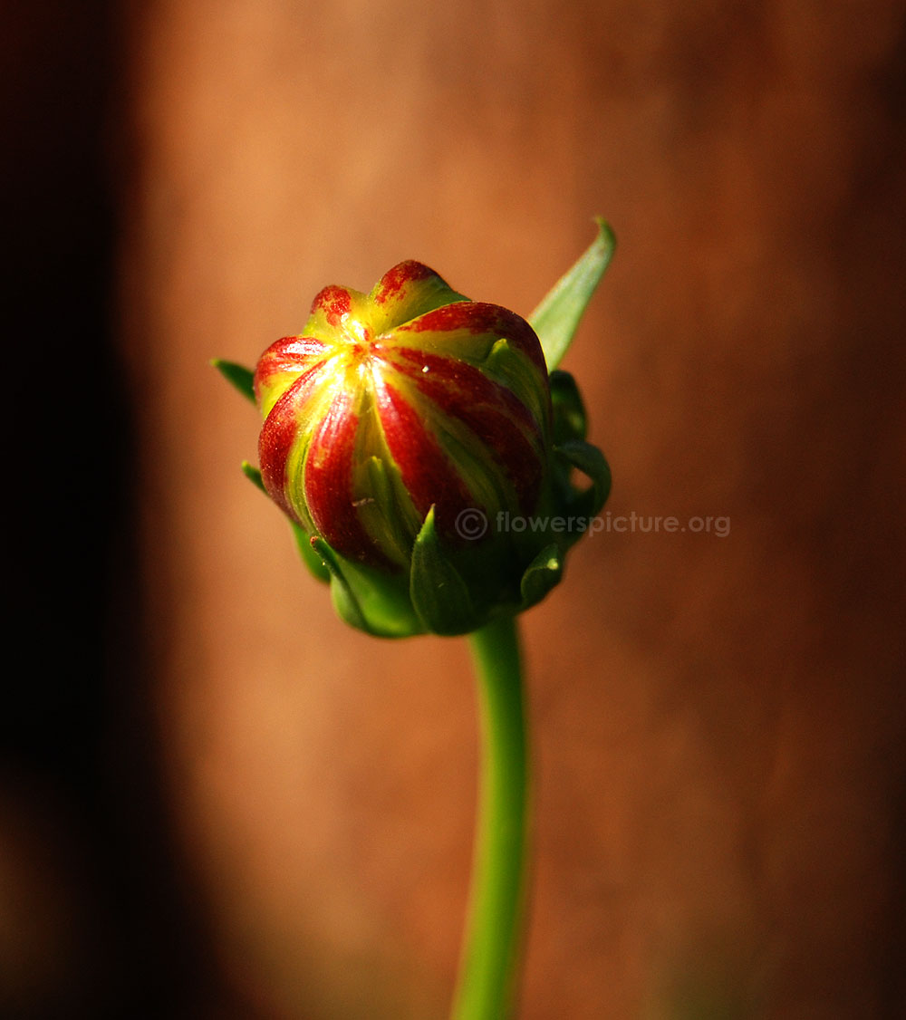 Cosmos sulphureus cosmic red flower bud