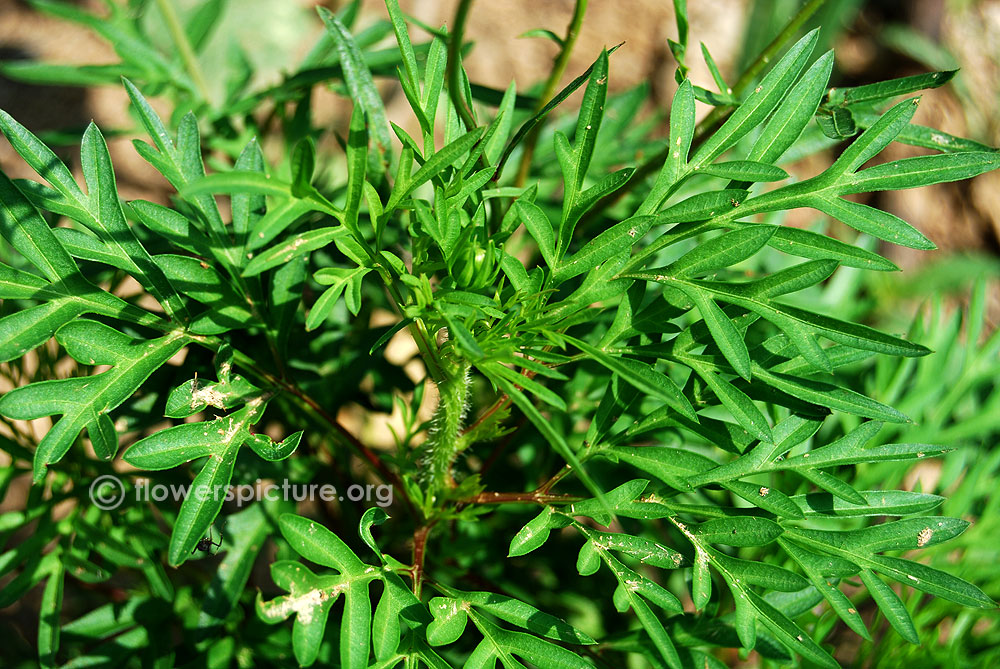 Cosmos sulphureus cosmic red foliage