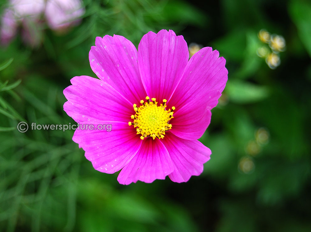 Cosmos Bipinnatus