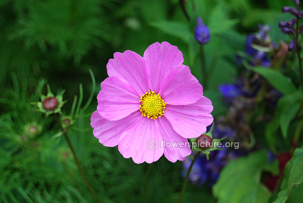 Cosmos Bipinnatus Pink