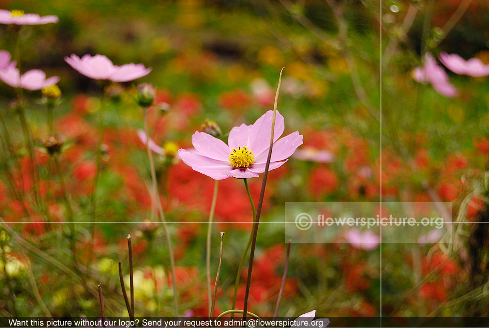 cosmos bipinnatus pink flowers