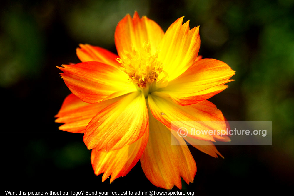 Cosmos sulphureus