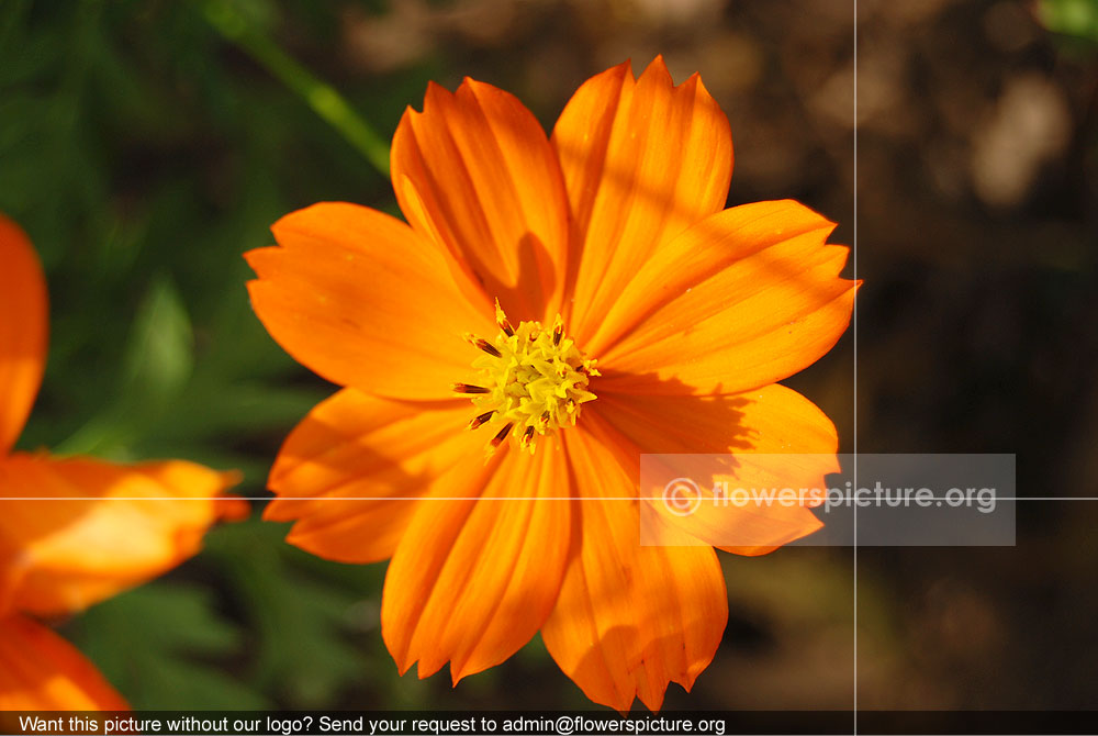 Cosmos Sulphureus Orange