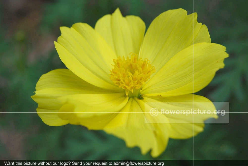 cosmos sulphureus yellow 