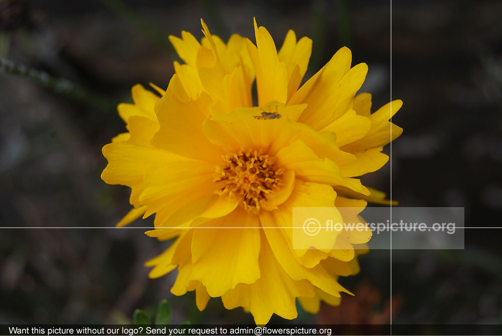 Cosmos Yellow