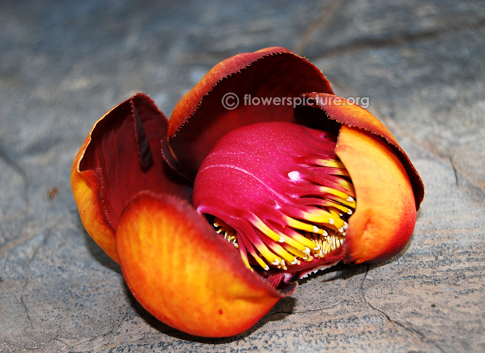 Couroupita guianensis flower black variety