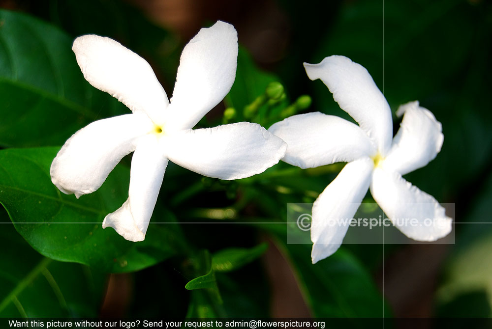 Crape jasmine